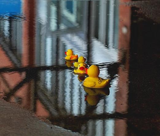 Rubber ducks float in a puddle of melted snow in the middle of a busy city sidewalk