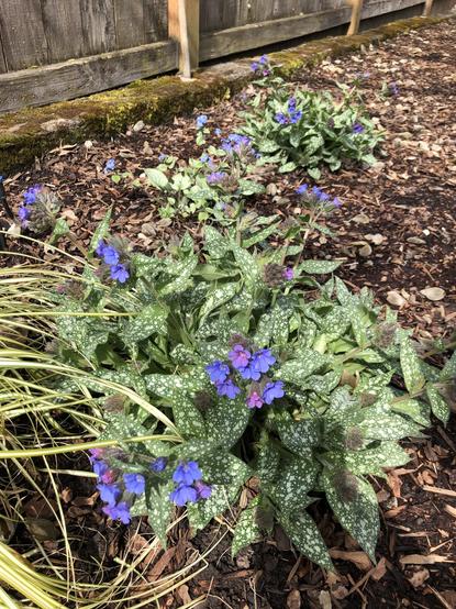 Ground level view of pulmonaria blooming in blue to lavender to pink with long spotted leaves.