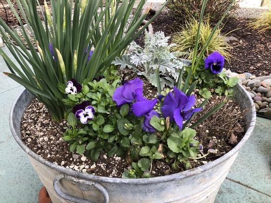 An overview of a galvanized tub used as a container planter with a lovely spring combination of pansies and violas in purple, blue and white, with the strappy leaf texture of narcissus and the fuzzy blue leaf of dusty miller.