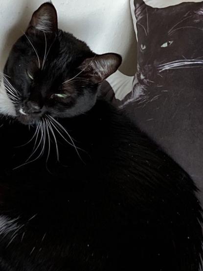A mostly black cat (Tuxxi) lying on her side on a white blanket. Next to her is a pillow the exact size and shape of Tuxxi lying on her side.
