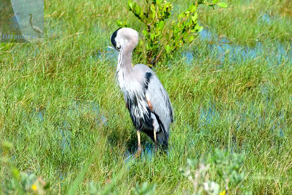 A Great Blue Heron, a tall, blue-gray bird with black and white accents, has bent its head around its long neck to preen the feathers on the side opposite the photographer. The bird stand in grass that is immersed in water.