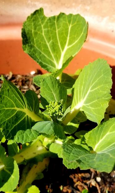 Choi plant going to seed.