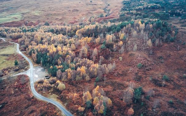 Caledonian Forest remnant, Glen Lyon, Perthshire, in autumn