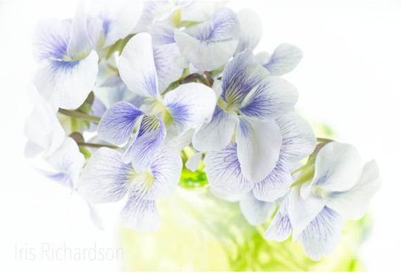 White and purple violets in a glass vase macro photograph. Artist Iris Richardson