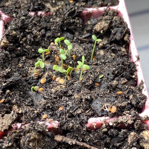 A macro of a group of tiny green seedlings emerging from dark soil in a pink “cell” tray.