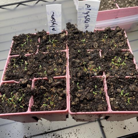 Tiny green seedlings emerge in clusters in every cell of two pink “six pack” trays.
