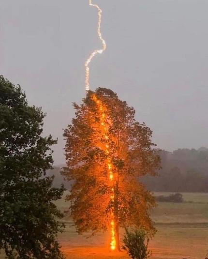Lightning zaps a tree, leaving a trail of fire all the way to the ground.  What makes this especially dangerous is that the electricity will spread along the root system.

Vertical photograph;  click to see the lightning and the whole tree (or what's left of it).

The photographer is Debbie Parker of West Virginia.