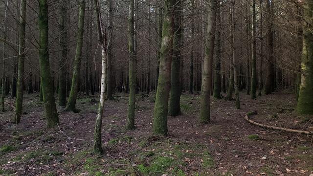 A single thin silver birch stands out among a dark coniferous plantation