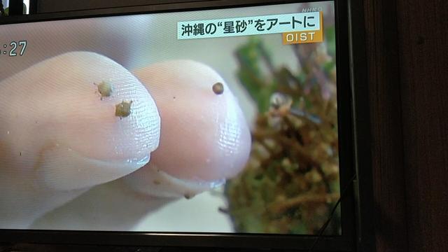 Foram on tv