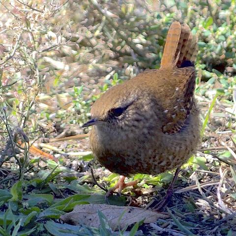 Photo of winter wren by Jan Arzooman