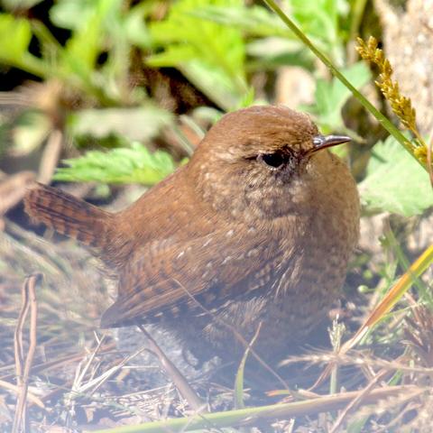 Photo of winter wren by Jan Arzooman