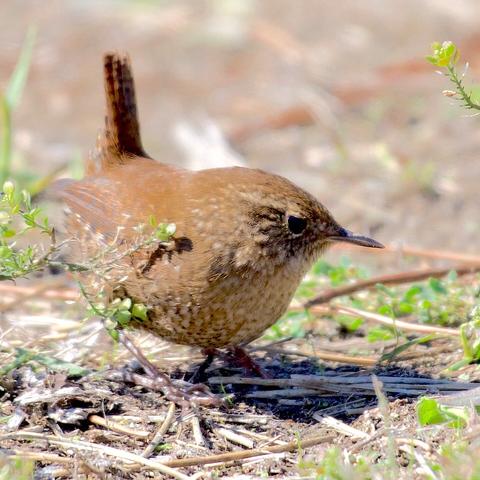Photo of winter wren by Jan Arzooman