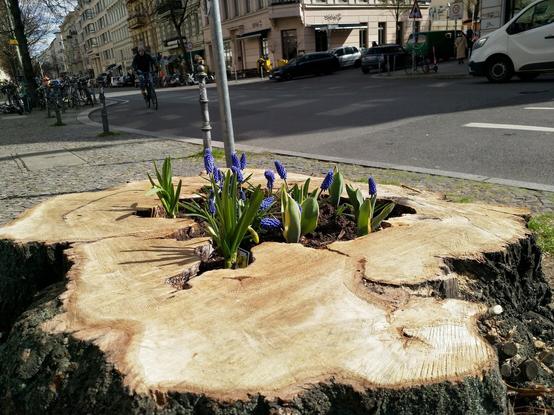 In das hohle, mittige Loch eines abgesägten Baumstamms am Straßenrand würde Erde gefüllt und Traubenhyazinthen eingepflanzt, um die traurige Baumscheibe zu verschönern