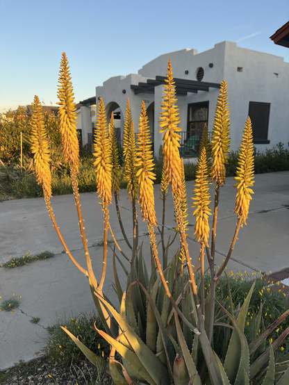 Aloe in our front yard as the early morning sun enhances the yellow color.