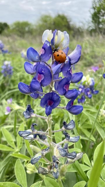 Lady bug (red, round bug with black dots) on bluebonnet flower (bluish, purplish flower with small petals and white tips at top.