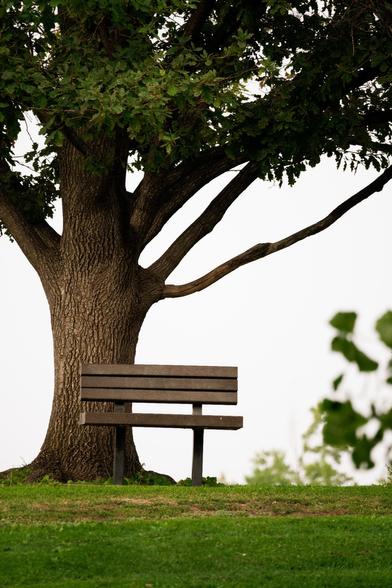A stock photo by Jie Wang, via Unsplash.com, of a wooden park bench in front of a tree with grass in the foreground.