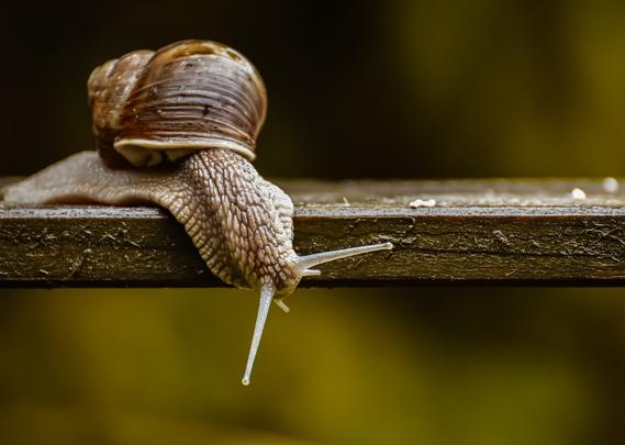A stock photo by Alexas_Fotos via Unsplash.com, of a snail crawling across a wooden plank.