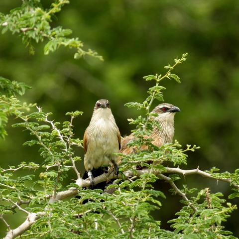 Two white-browed coucals sitting in a tree. Picture by Wolfgang Goymann.