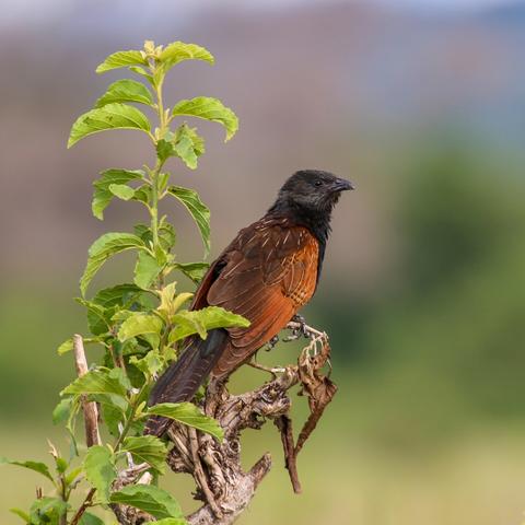 Black coucal sitting in a tree. Picture by Wolfgang Goymann.