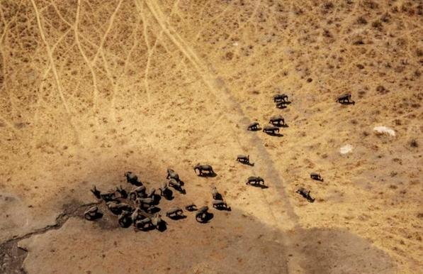 Elephant aerial survey KAZA