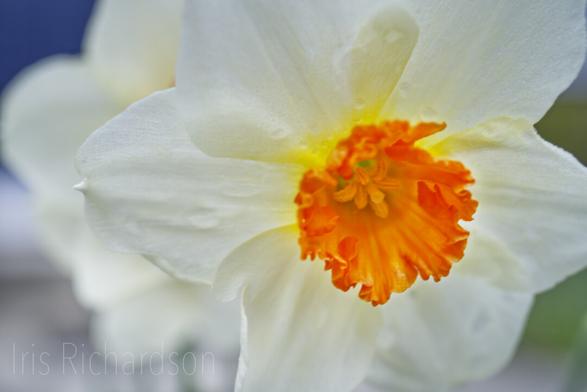 Miniature Narcissus  Blossoms with orange stamens macro photograph. Two bright white miniature narcissus blossoms take up the whole frame with green to the right and blue at the top of the left side.  Artist Iris Richardson