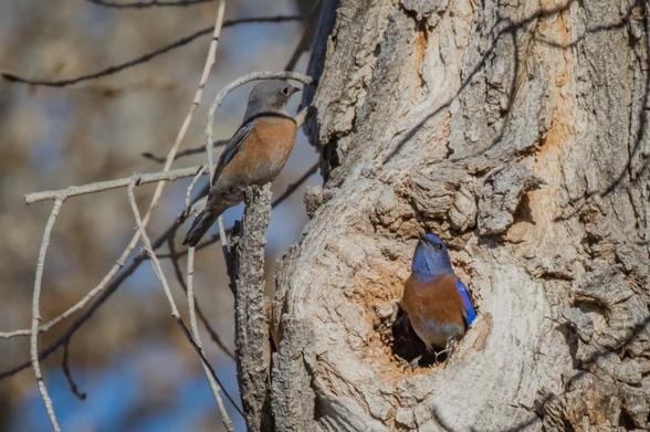 A pair of Sialia Mexicana as an example for dimorphism in plumage coloration: The male is gray on the belly, bright blue on the top and throat, and orange-brown on the breast. The female is less colorful and is brown on the breast and gray on the back, throat and hood.