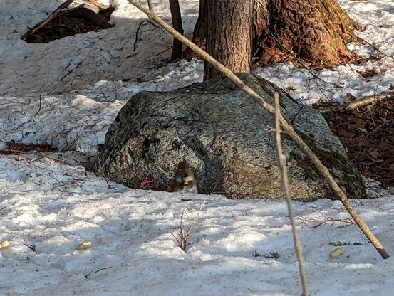 A red squirrel sitting on his haunches in front of a large rock holding a peanut to his mouth. The ground is snow covered.