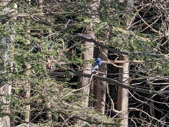 A blue jay is perching on a bare branch among surrounding evergreens, holding a peanut in his feet, bending his head down about to peck at the peanut shell.