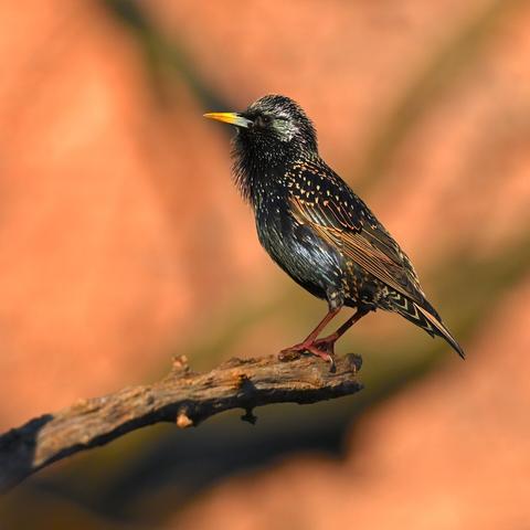photo of starling at sunset by Jan Arzooman