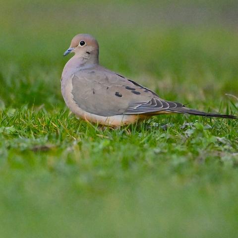 Photo of mourning dove by Jan Arzooman