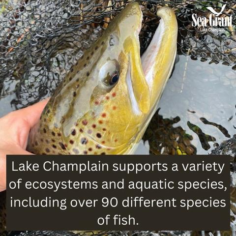 Image of hand holding large spotted fish in a net. Fish may be a lake trout. Text in black box says "Lake Champlain supports a variety of ecosystems and aquatic species, including over 90 different species of fish." Lake Champlain Sea Grant logo is at top right.