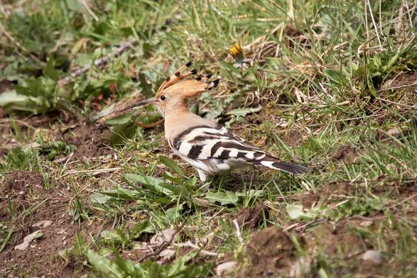 Hoopoe, crest lifted