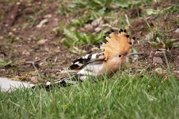 Hoopoe, crest up