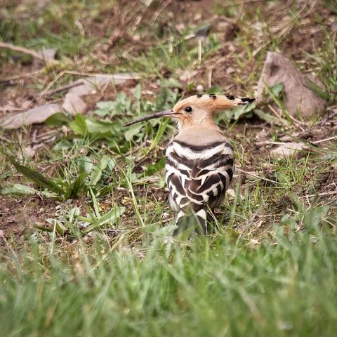 Hoopoe, crest down