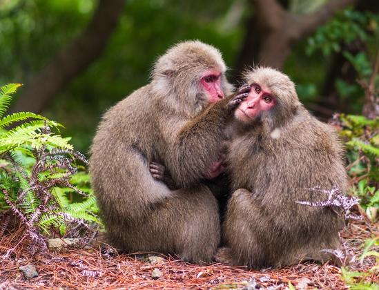 A stock photo by Igal Ness, via Unsplash.com, of two monkeys grooming each other, sitting on a bed of pine needles, surrounded by ferns and trees in Yakushima National Park, Kagoshima, Japan.