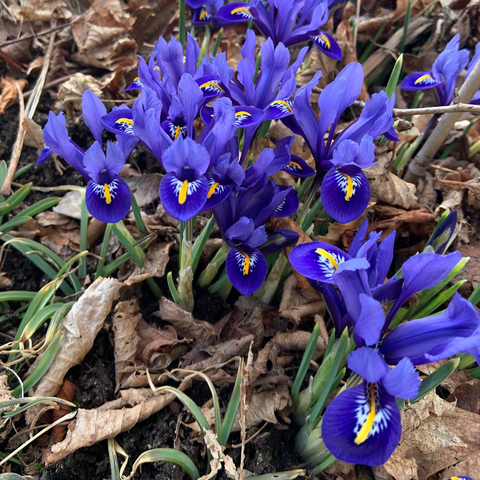 Close up photo of Iris in bloom.