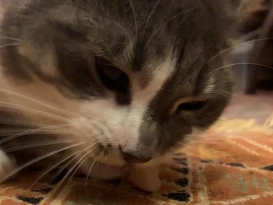 A grey tabby and white cat eating a prawn.