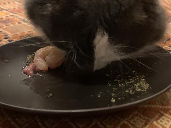 A grey and white cat eating chicken liver.