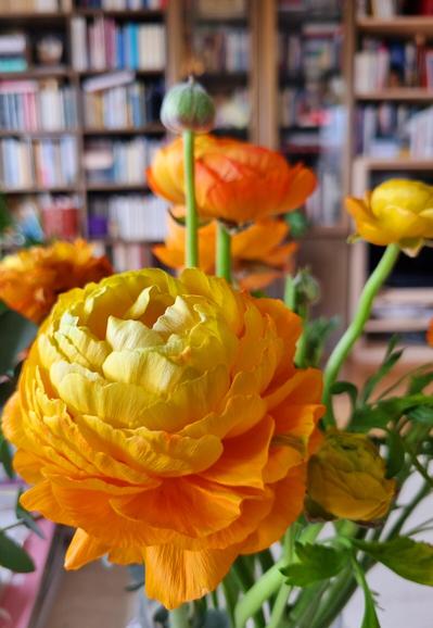 Im Fokus orangefarbene Ranunkeln, im Hintergrund meine Bibliothek.