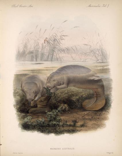 digitzed book plate: color illustration of two manatees in aquatic habitat, vertical orientation