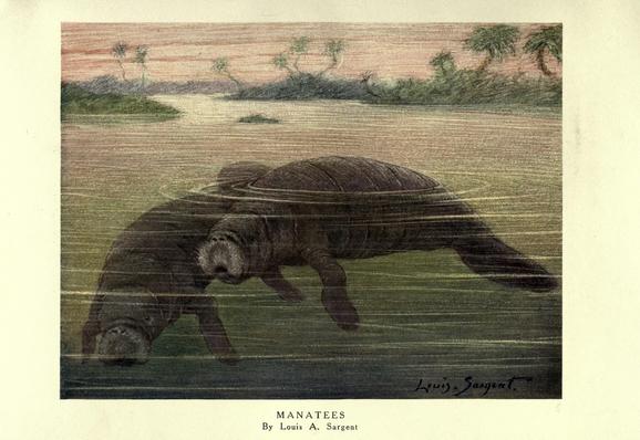 digitzed book plate: color illustration of two manatees in aquatic habitat, horizontal orientation