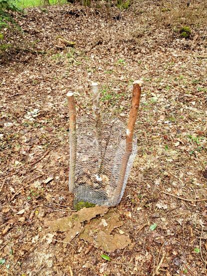Unbelaubtes Esskastanienbäumchen mit unvollständigem Verbissschutz, d.h. der Maschendraht geht nicht hoch genug.