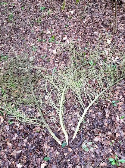 Dürres, braunes Fichtenreisig. Die dicken Enden der Äste wurden mit einem Beil angespitzt.