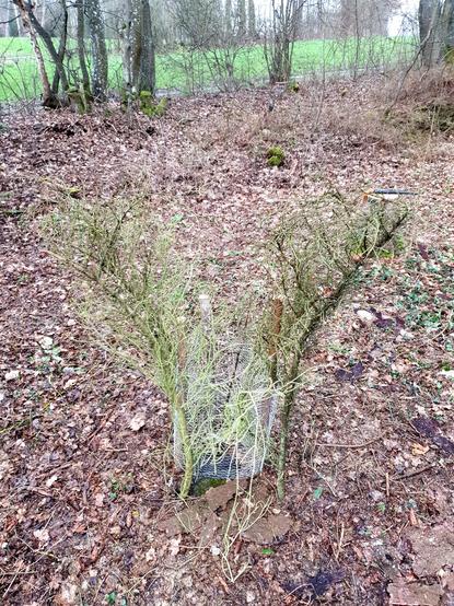 Das Fichtenreisig wurde um das Bäumchen in den Boden gesteckt und überragt die wertvolle Pflanze, so das Rehe nicht so leicht daran rumknabbern können.