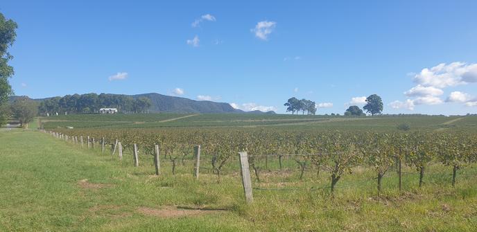 A view over the Oakey Creek semilllon vineyard towards the Brokenback Range of the Hunter Valley. The leaves on the vines are starting to brown and fall, and it's a beautiful clear blue sky.