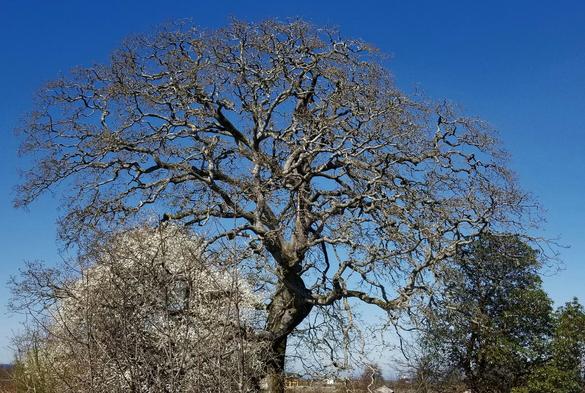 My fave Garry oak tree, in Nanaimo estuary.