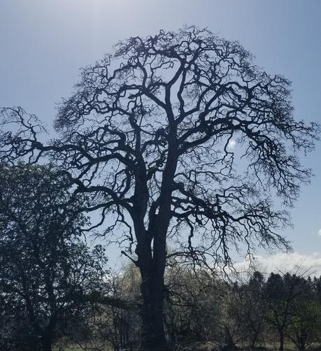 My fave Garry oak tree, in Nanaimo estuary.