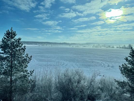 A wideangle view of a frosty field, from a train window. There are trees off in the distance, as well as some small scrubby pines and birches in the foreground in front of the field. The sun is shining behind thin scattered clouds.