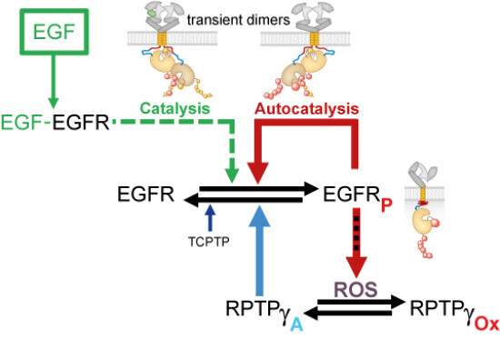 Schematic visualization of the article's synopsis