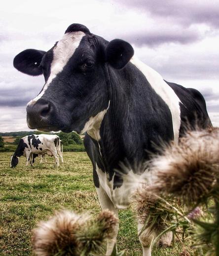 In the foreground, out of focus burdock. A noble black and white cow fills the picture, looking right. Below her nose, two more cows graze in the background. Far distance cereal fields, hedgerows and woodland. Grey cloudy sky.